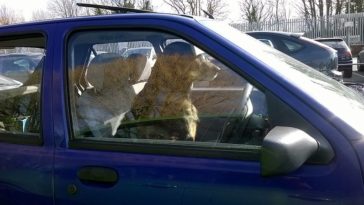 chien voiture chaleur