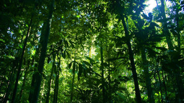 foret vierge tropicale