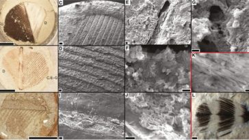 fossile reconstitué