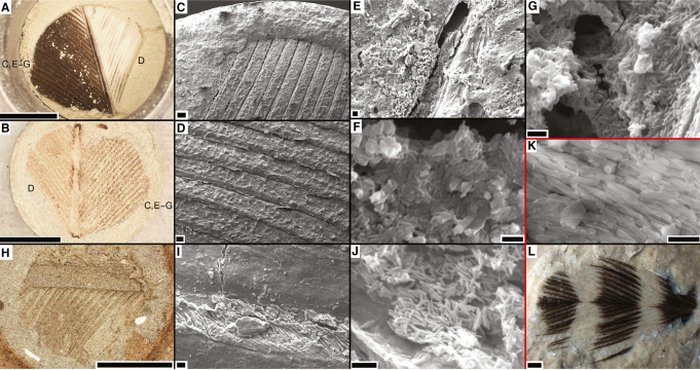 fossile reconstitué