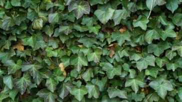 lierre grimpant