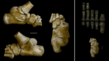 pieds fossile enfant Éthiopie