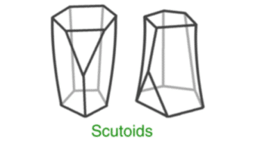 scutoïdes forme géométrique