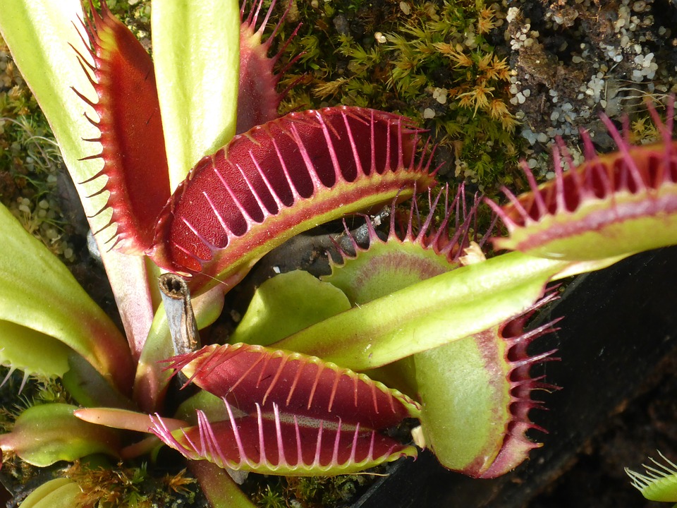 plante carnivore