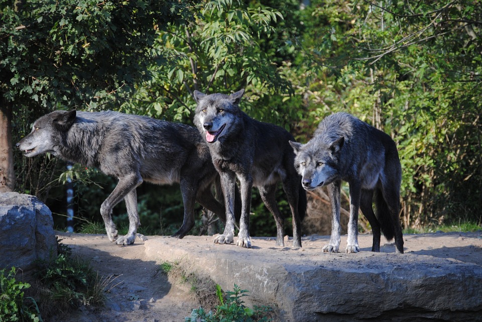 loups
