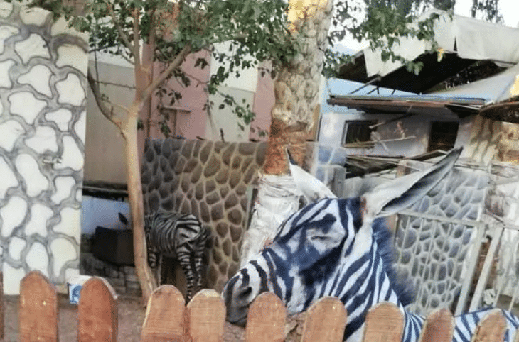 zèbre zoo âne