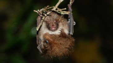 Murina ussuriensis chauve-souris