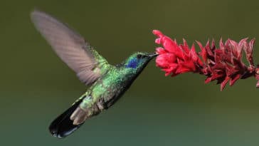 colibri