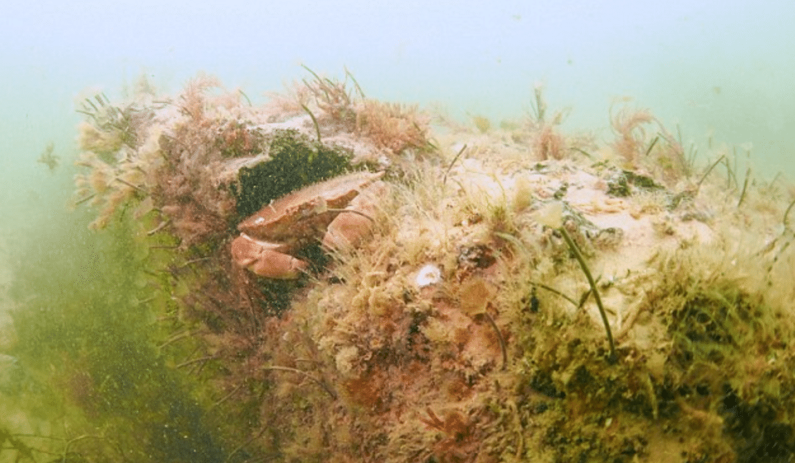 doggerland forêt engloutie