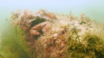 doggerland forêt engloutie