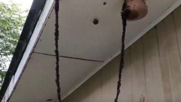 fourmis attaque guèpe