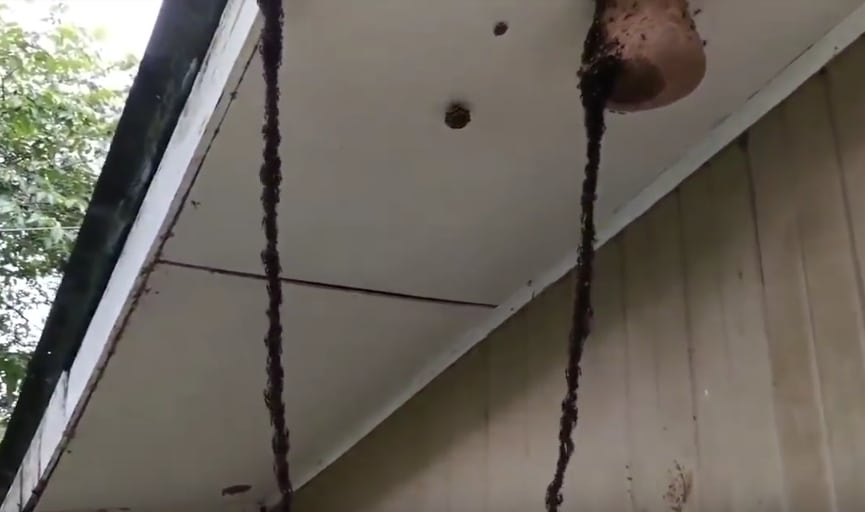 fourmis attaque guèpe