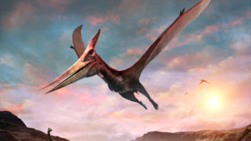 Pteranodon ptérosaure