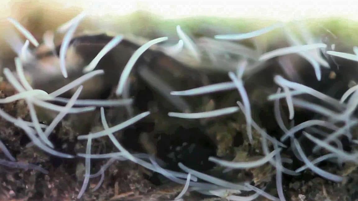 Spirostomum ambiguum