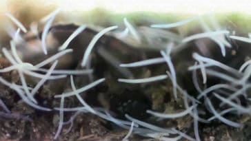 Spirostomum ambiguum