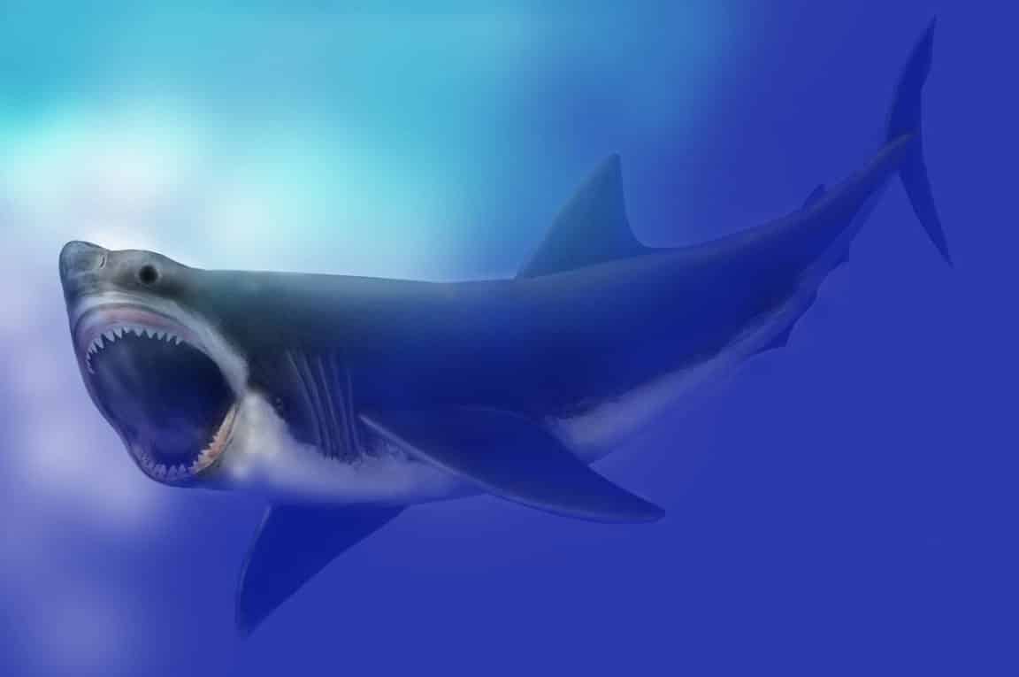 mégalodon requin
