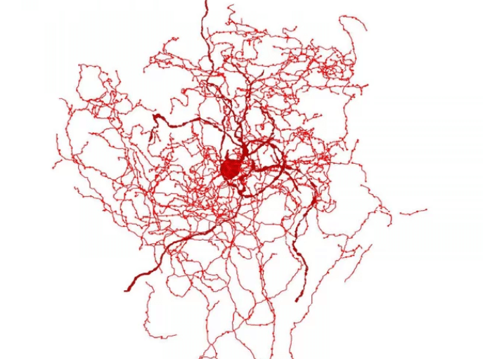 neurone rose musquée