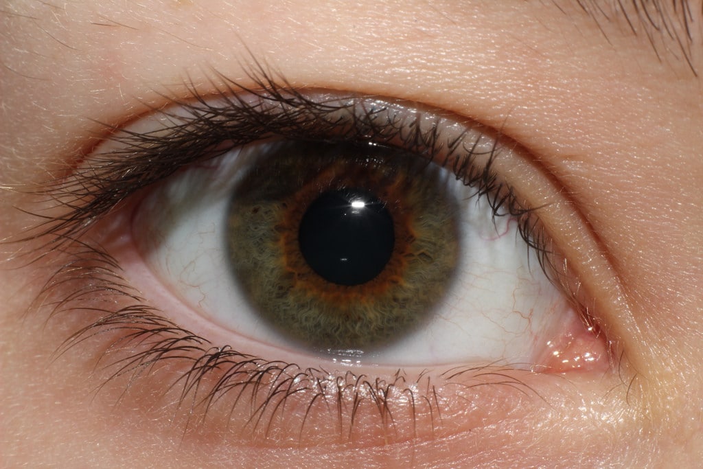 oeil