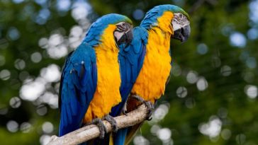 peroquet ara bleu