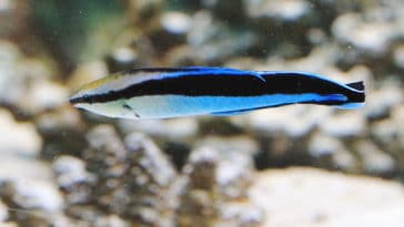 poisson Labroides dimidiatus