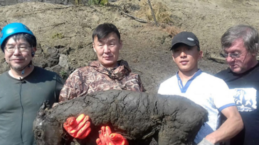 poulain permafrost sibérie