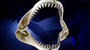 requin dent machoire