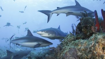 requins mer poissons