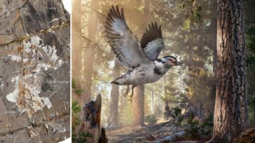 Jinguofortis perplexus