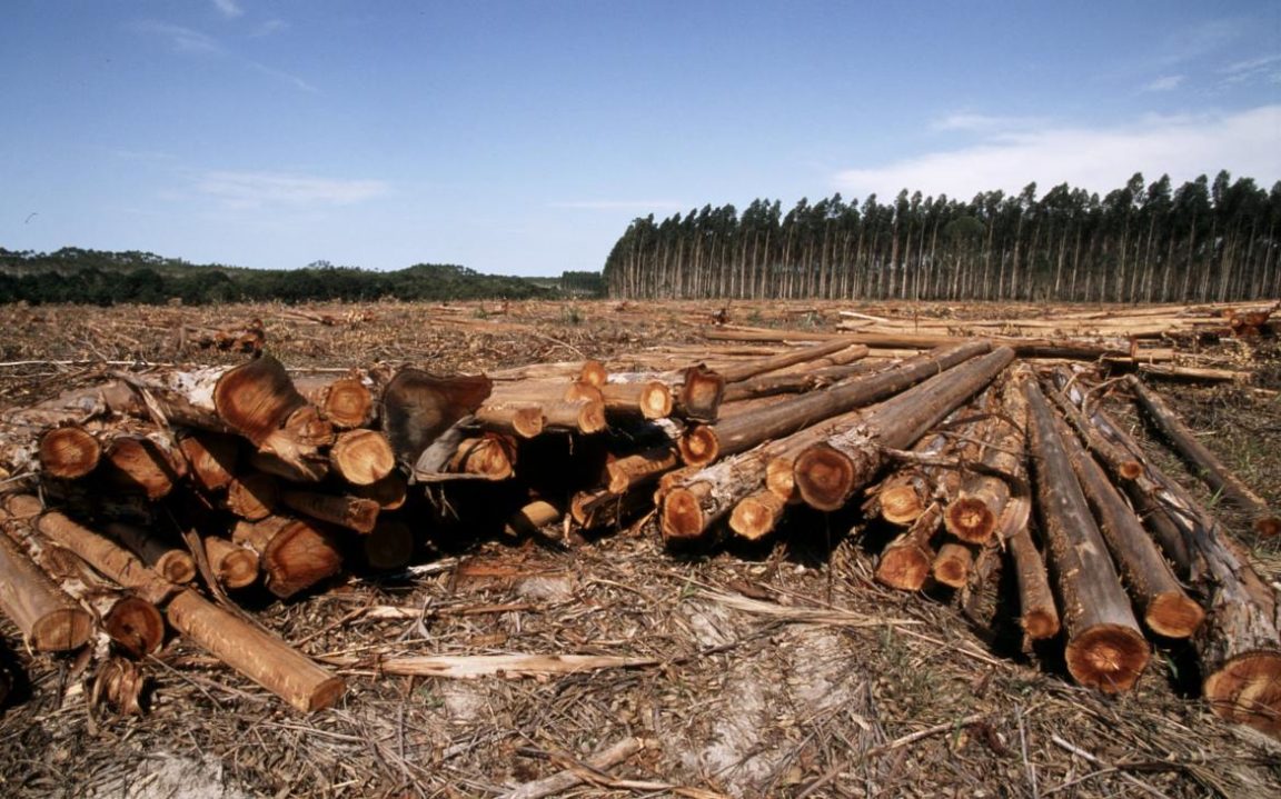 déforestation forêt atlantique