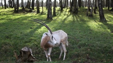 biodiversité animal sauvage