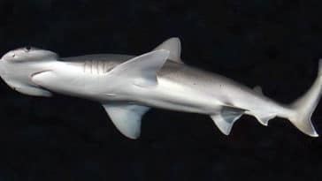 Sphyrna tiburo requin marteau