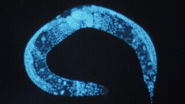 Ver Caenorhabditis elegans