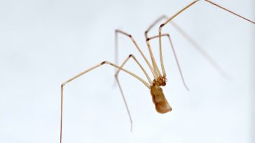 araignées intérieur