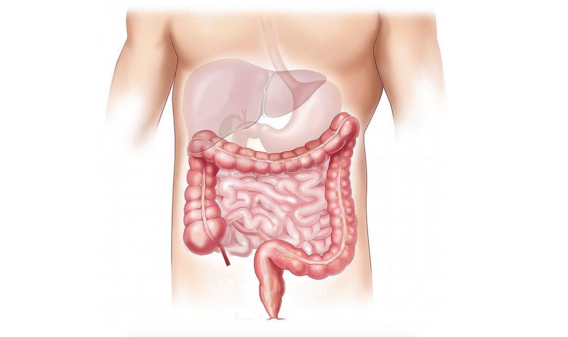 estomac intestin ventre