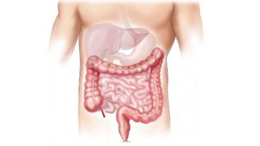 estomac intestin ventre