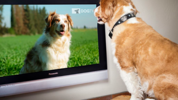 dog tv chaîne télévision chiens