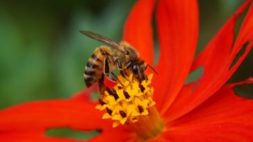 pollinisateurs abeile fleur