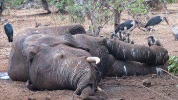 éléphant mort