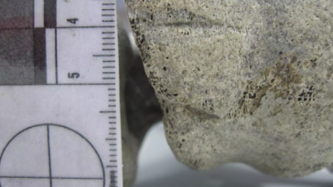 os découpé Madagascar