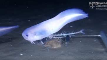 poissons fosse pérou-chili