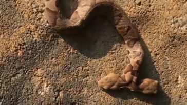 vipère cuivrée deux têtes