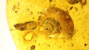 escargot ambre Myanmar Birmanie dinosaure