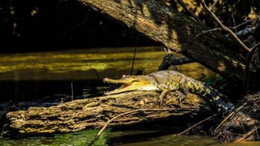 Mecistops leptorhynchus crocodile découverte afrique