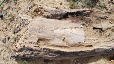 découverte arbre fleurs utah