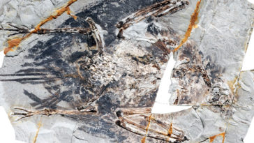 Archeorhynchus spathula oiseau poumon crétacé