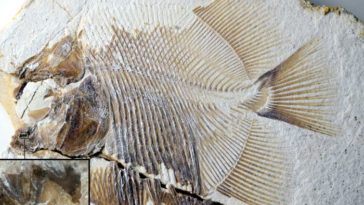 Piranhamesodon pinnatomus piranhas poisson dinosaures jurassique