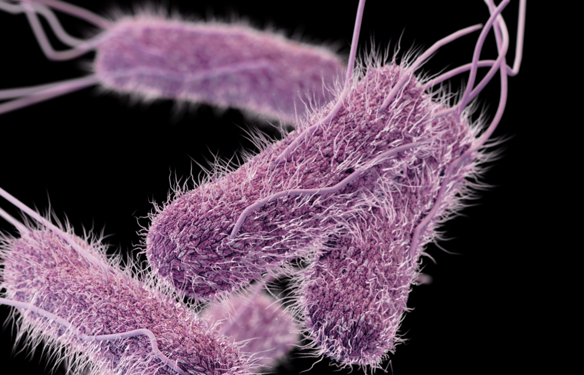 salmonella salmonelle