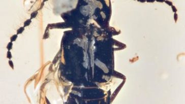 coléoptère fossile