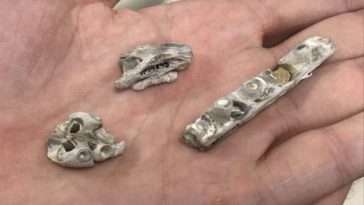 mosasaure tylosaurus dinosaures reptiles crétacé kansas