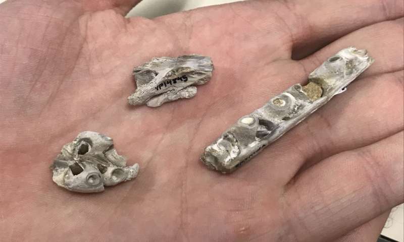 mosasaure tylosaurus dinosaures reptiles crétacé kansas